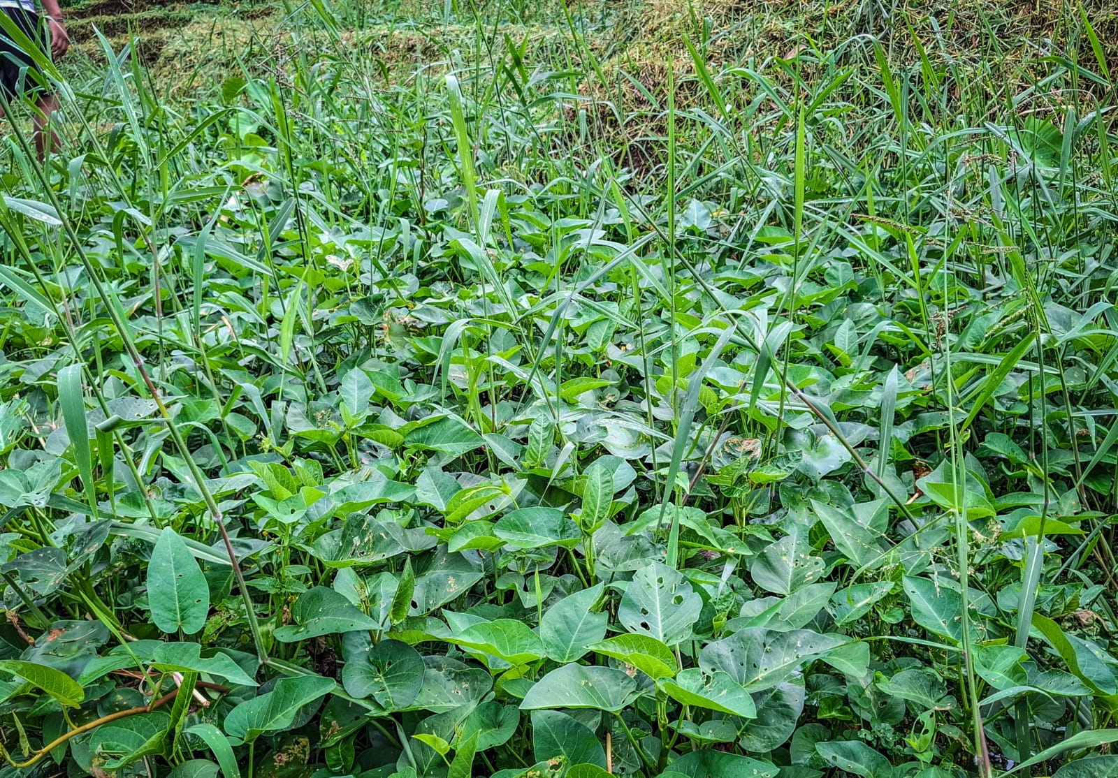 Sawah Desa