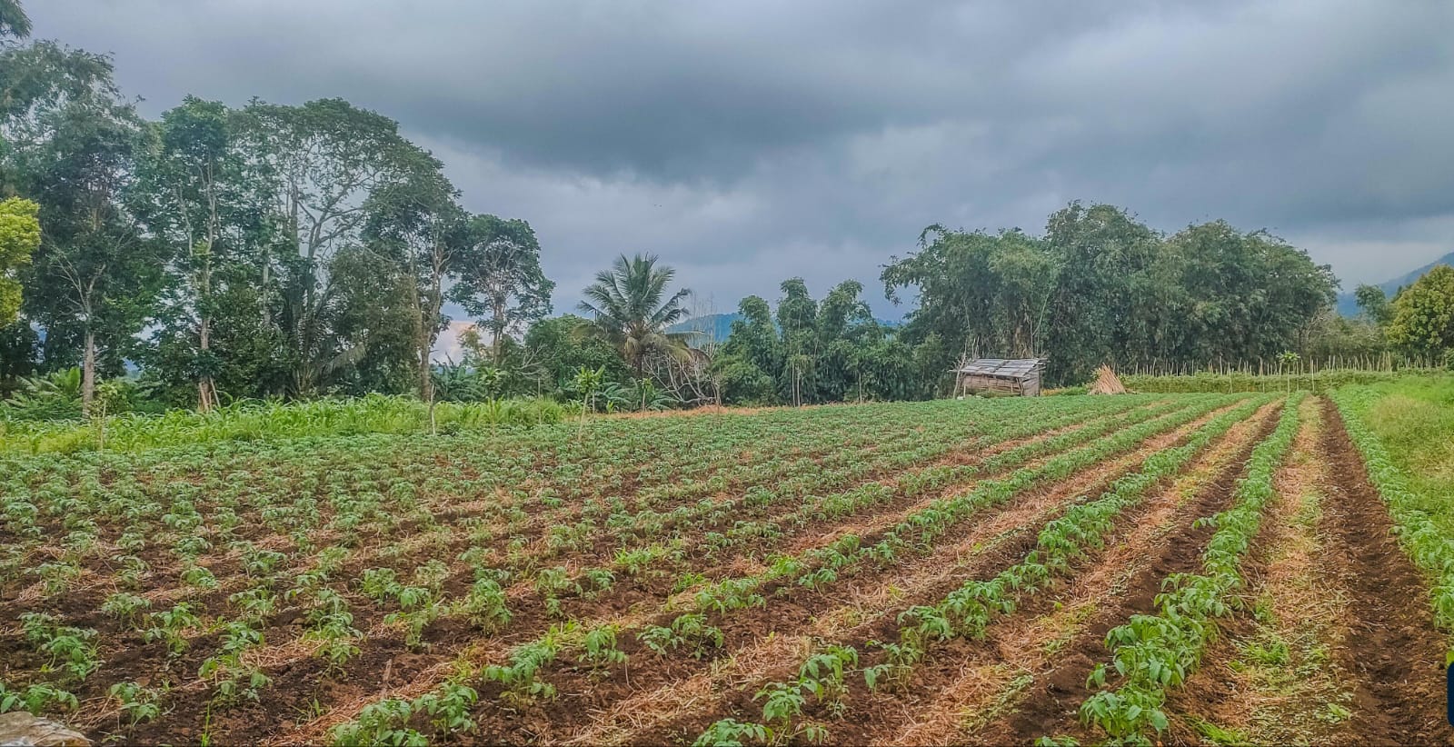 Kerajinan Warga